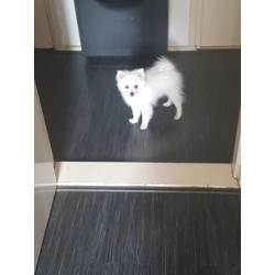 Pomeriaan/Dwergkees pups