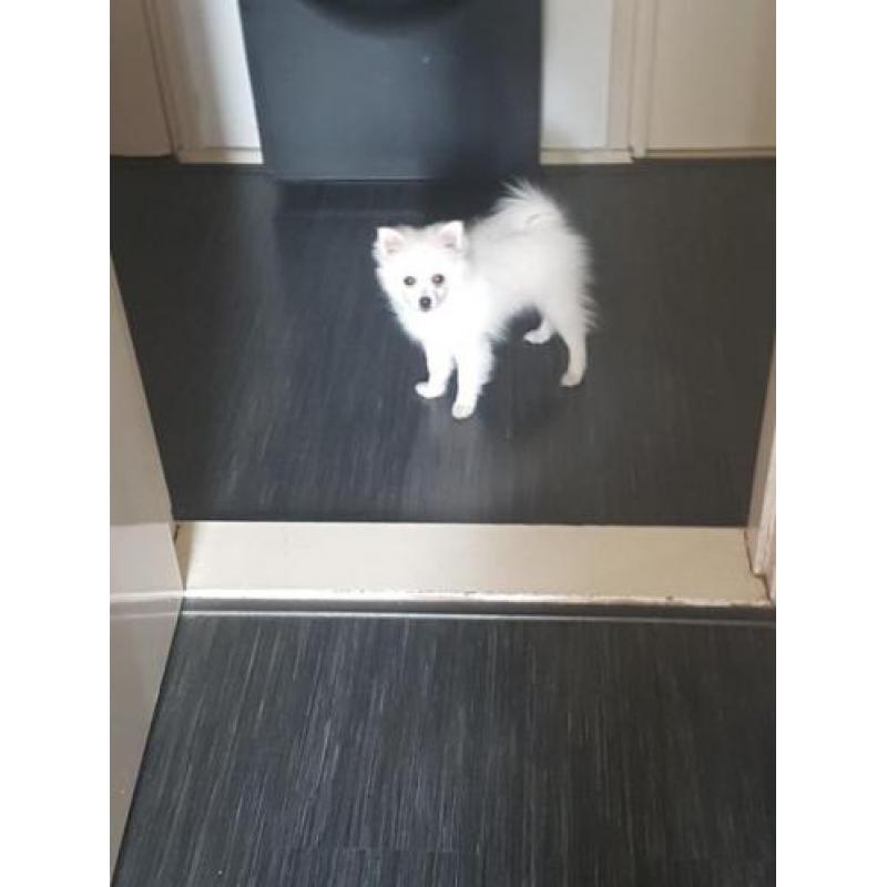 Pomeriaan/Dwergkees pups
