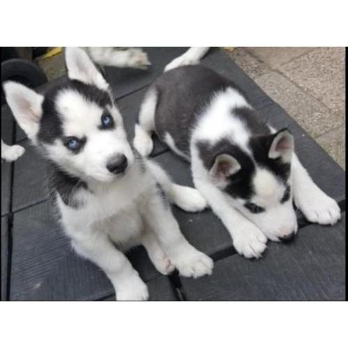 husky blauwe ogen