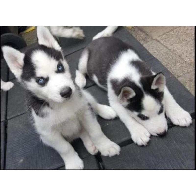 husky blauwe ogen