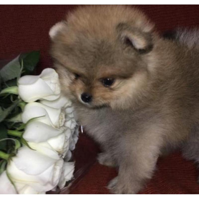 Dwergkees puppys pomeranian
