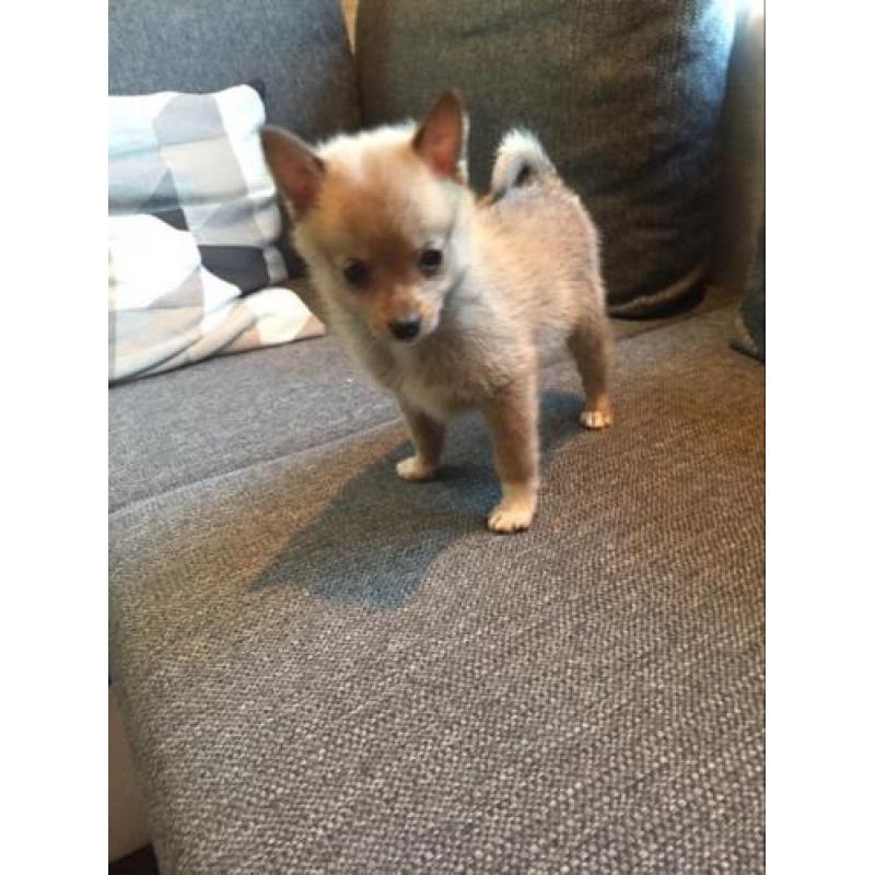 Pomsky F1b puppjes