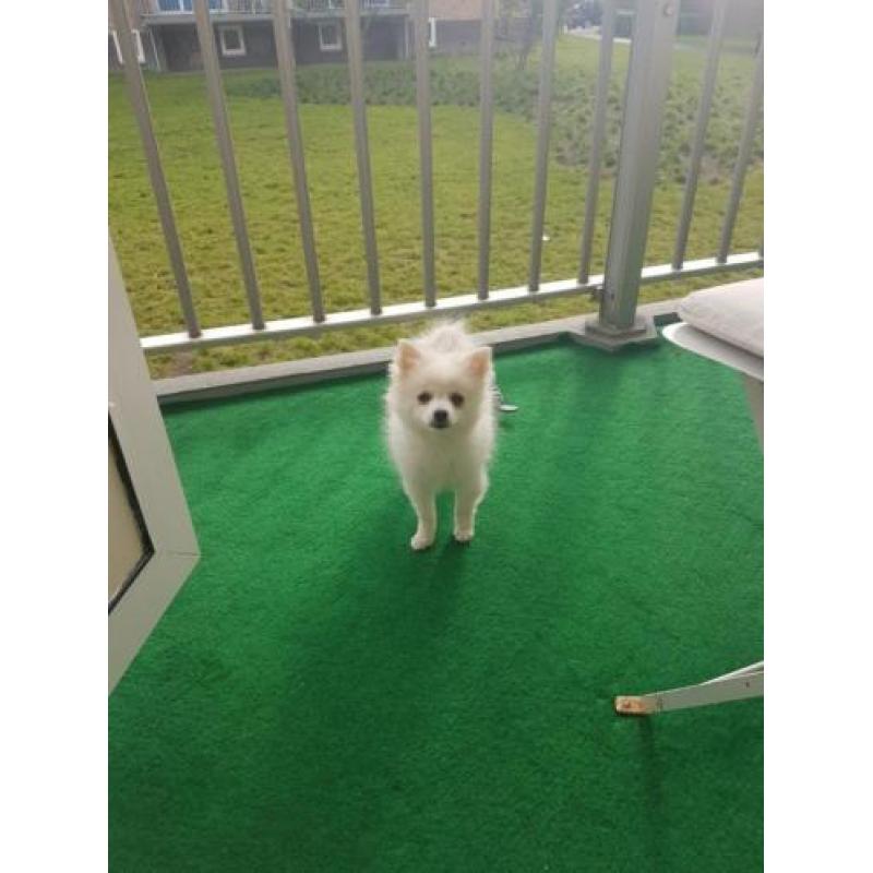 Pomeriaan/Dwergkees pups