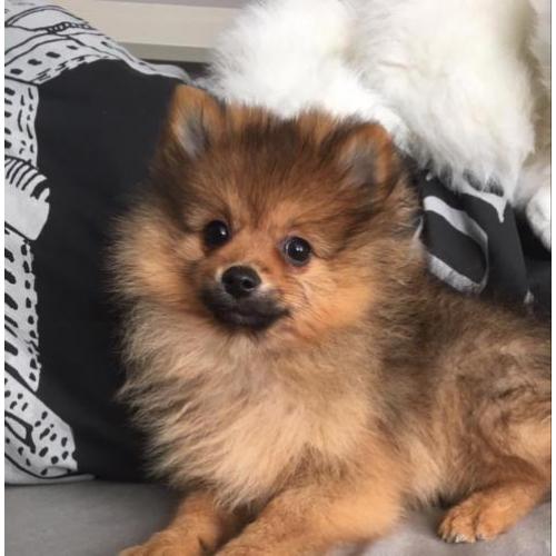 teefje dwergkees pomeranian pomeriaan
