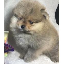 Dwergkees puppys pomeranian