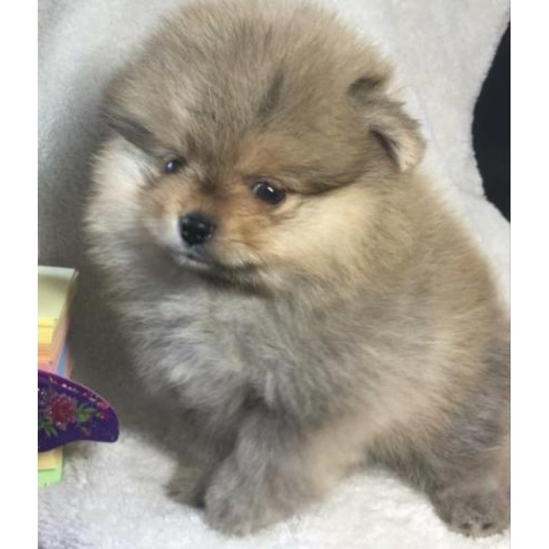 Dwergkees puppys pomeranian