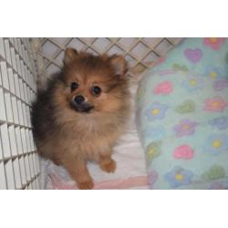 teefje dwergkees pomeranian pomeriaan