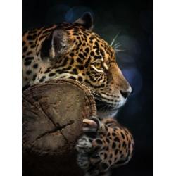 Jungle fotobehang Jaguar, jungledieren behang *Muurdeco4kids