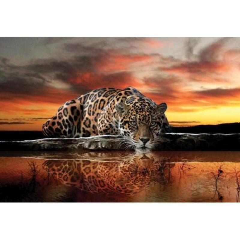 Jungle fotobehang Jaguar, jungledieren behang *Muurdeco4kids